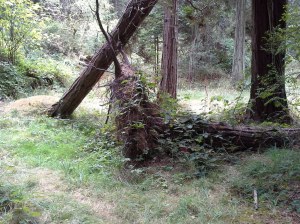 fallen tree