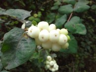 snowberry