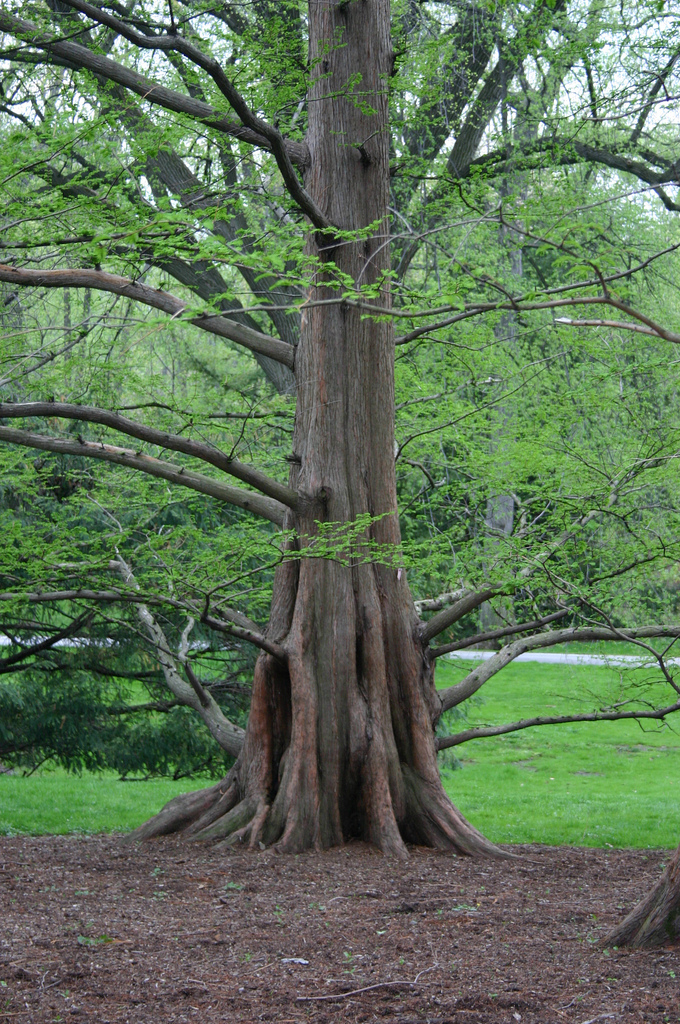 Dawn Redwood, photo by Ryan Somma