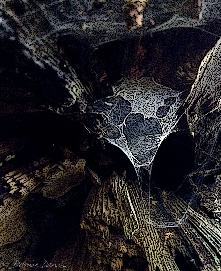 DDahnSpiderweb4