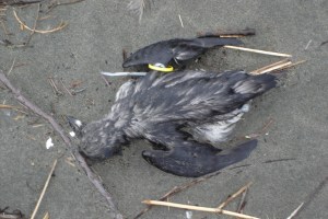 auklet1