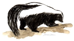 DDahnStripedSkunk