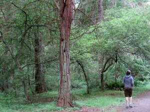 RWTrail-LincolnPark-2015