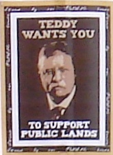 teddy