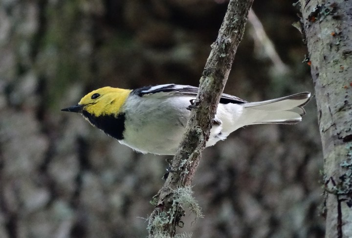 hermit warbler