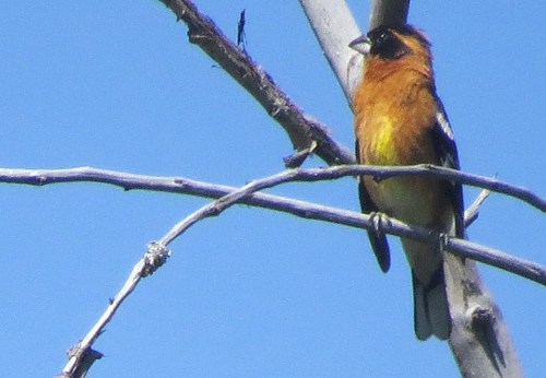 Newbold Black-headed Grosbeak June 2016 EN sm