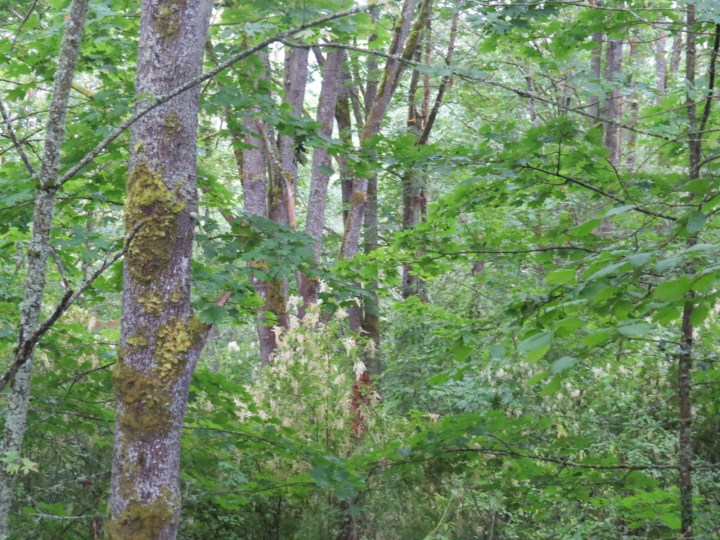 Newbold cheasty forest June 2016
