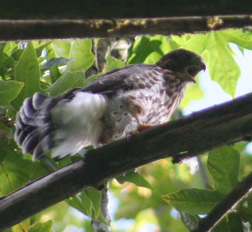 Newbold Cooper's hawk cheasty 1 for ws large