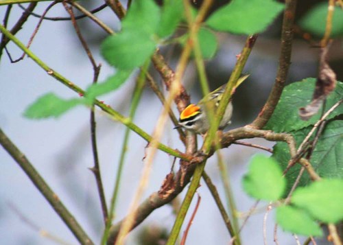 Newbold Golden-crowned Kinglet for Cheasty blog large