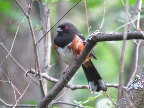 Newbold Spotted Towhee Cheasty june 2016 EN