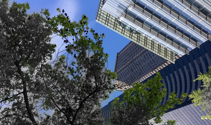 Diminishing tree canopy in the city