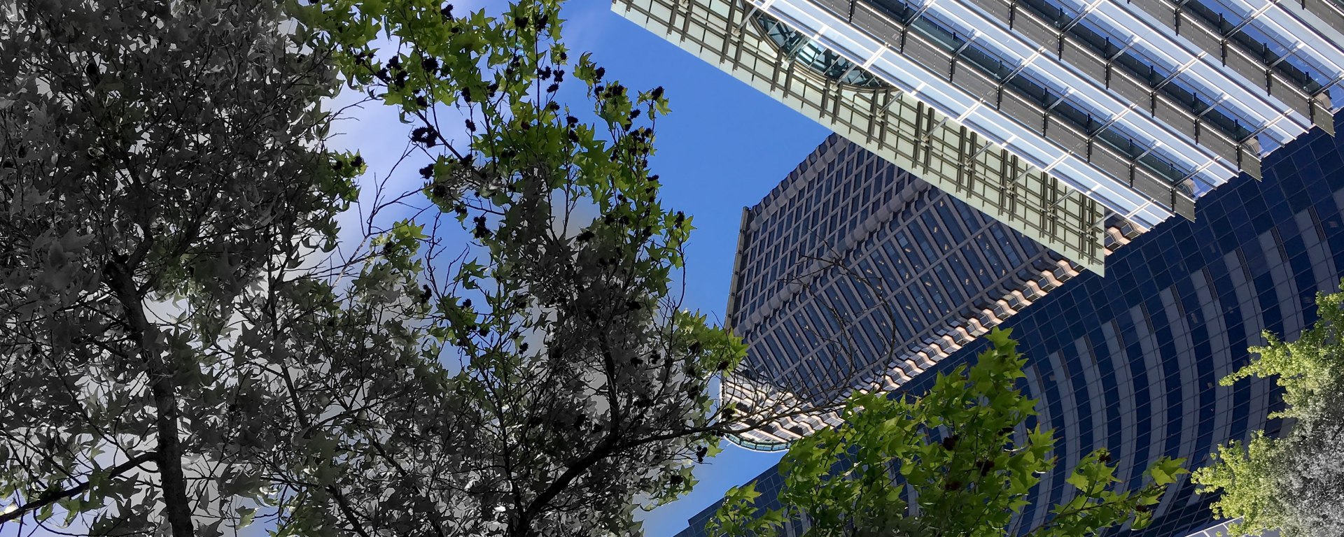 Diminishing tree canopy in the city
