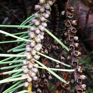 grand fir tree, detail of flower
