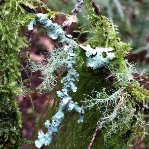 lichen and moss