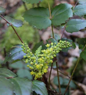 plant, oregon grape