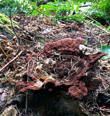 fungus on the forest floor